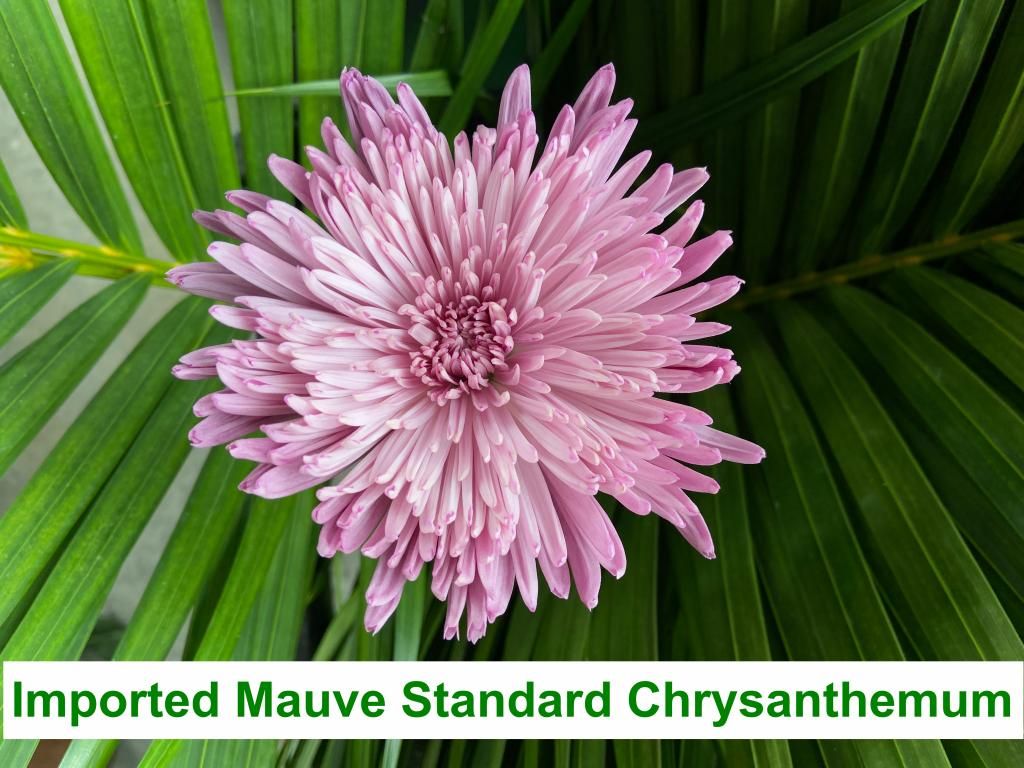 Imported Mauve Standard Chrysanthemum
