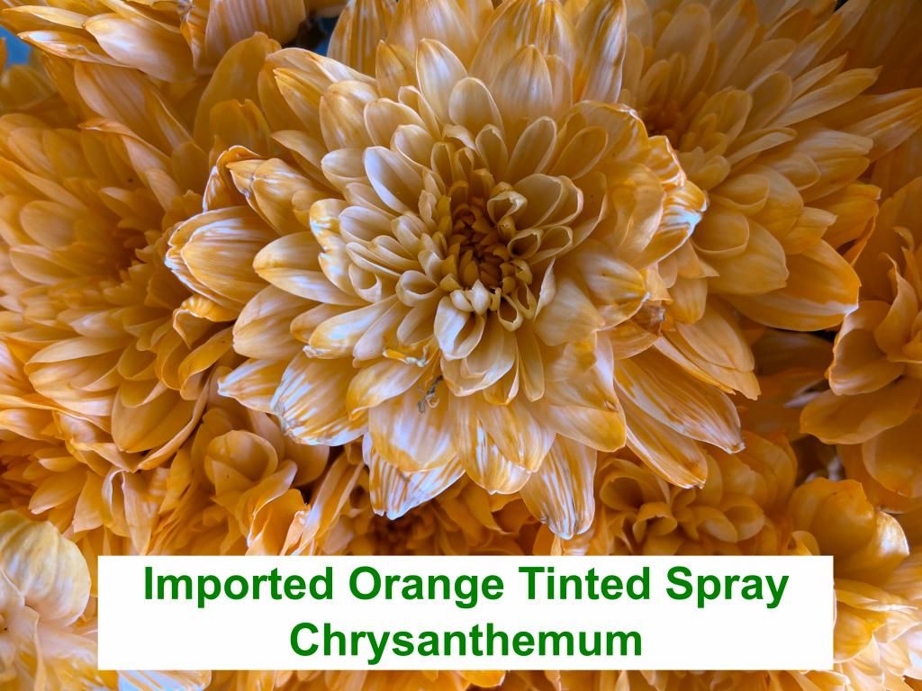 Imported Orange Tinted Spray Chrysanthemum