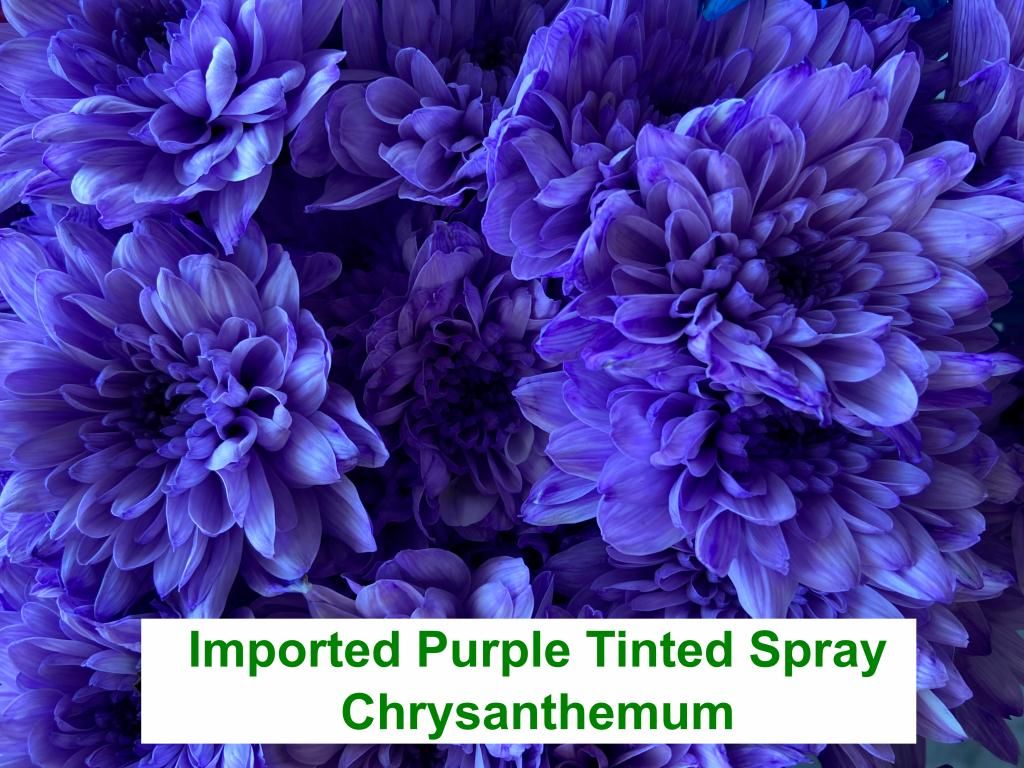 Imported Purple Tinted Spray Chrysanthemum