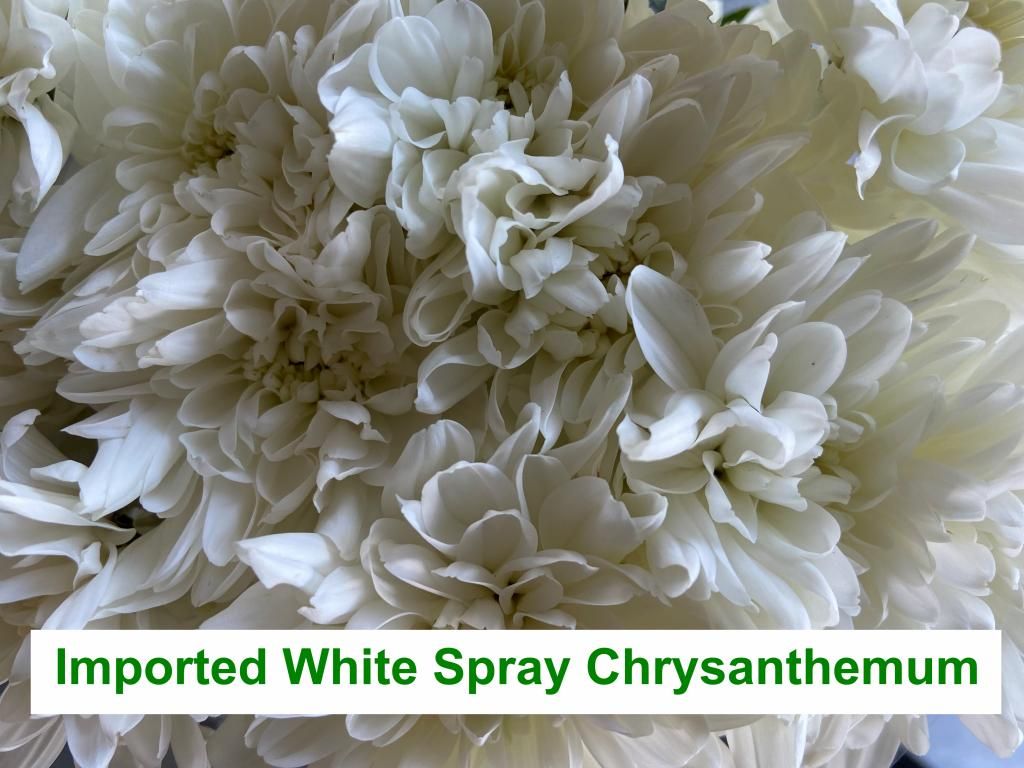 Imported White Spray Chrysanthemum