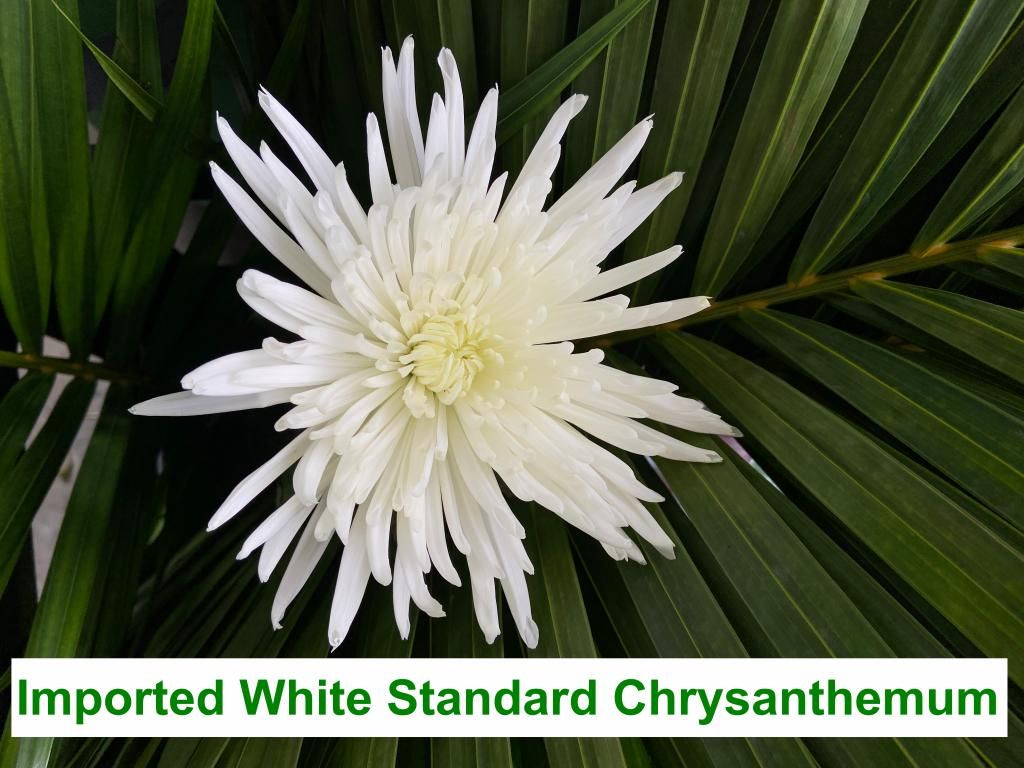 Imported White Standard Chrysanthemum