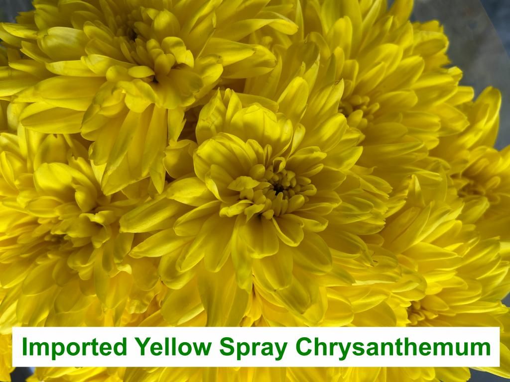 Imported Yellow Spray Chrysanthemum