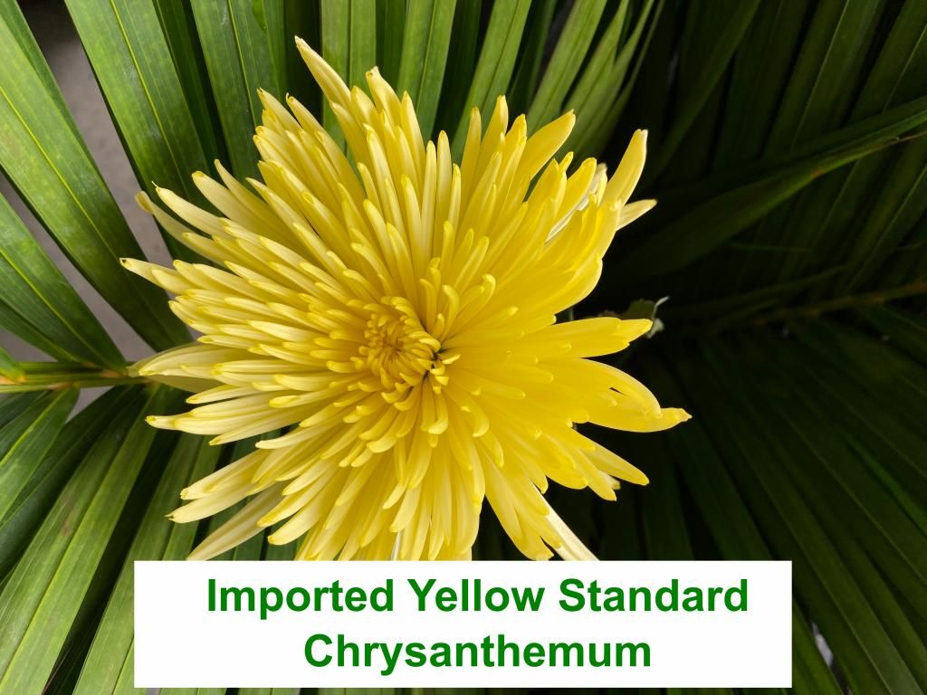 Imported Yellow Standard Chrysanthemum