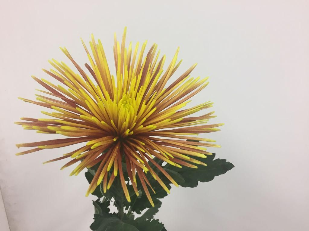 Imported Bronze Chispa Standard Chrysanthemum 