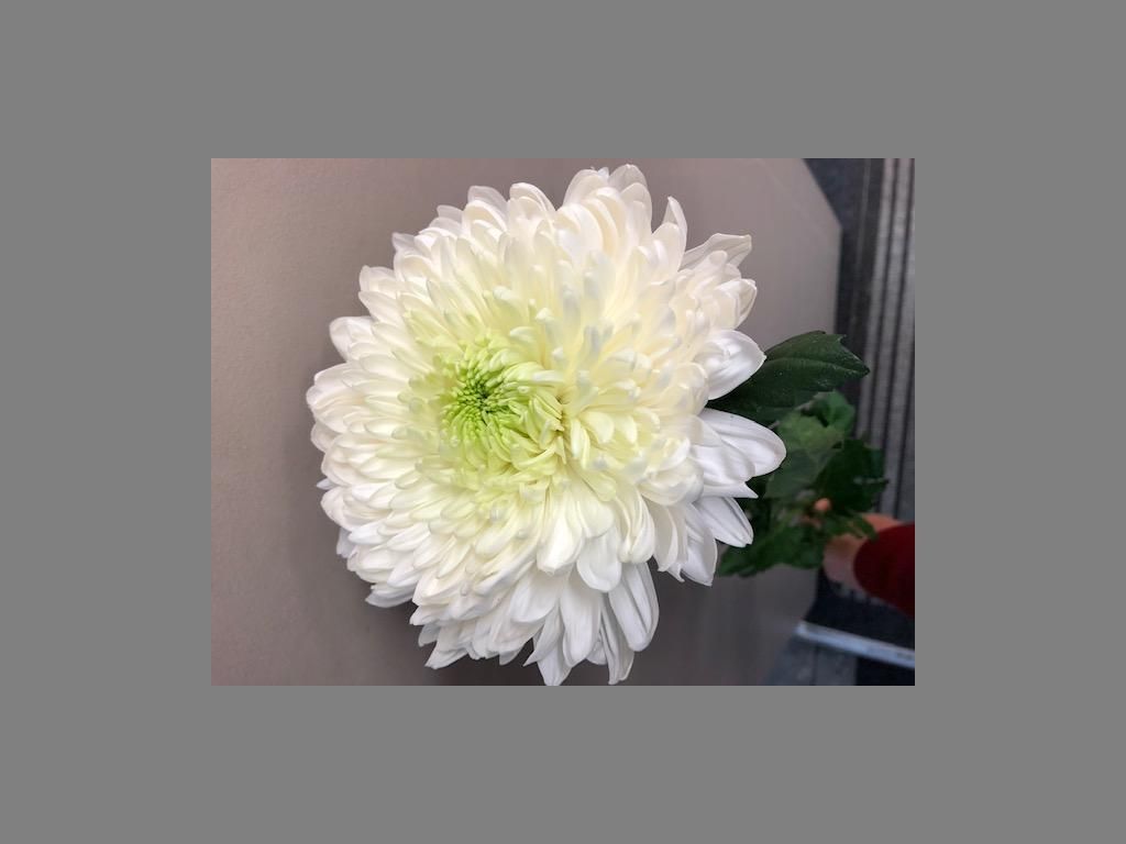 Imported XXL White Magnum Chrysanthemum