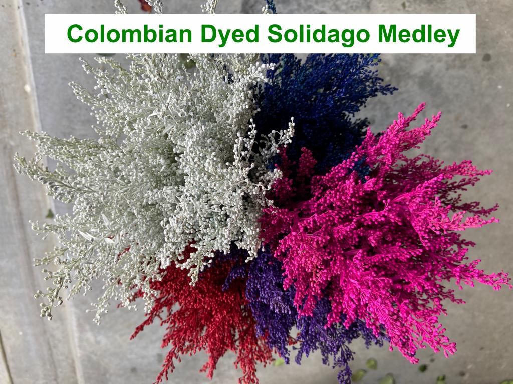 Imported Colombian Dyed Solidago Medley