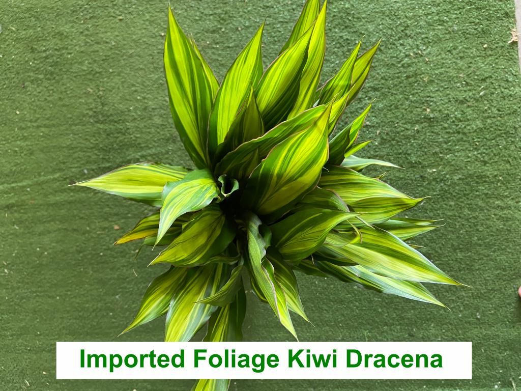 Foliage - Imported Kiwi Dracena