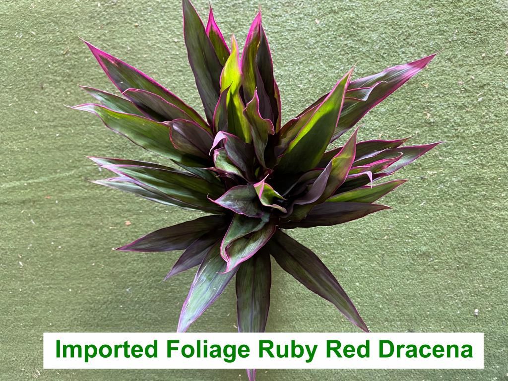 Foliage - Imported Ruby Red Dracena