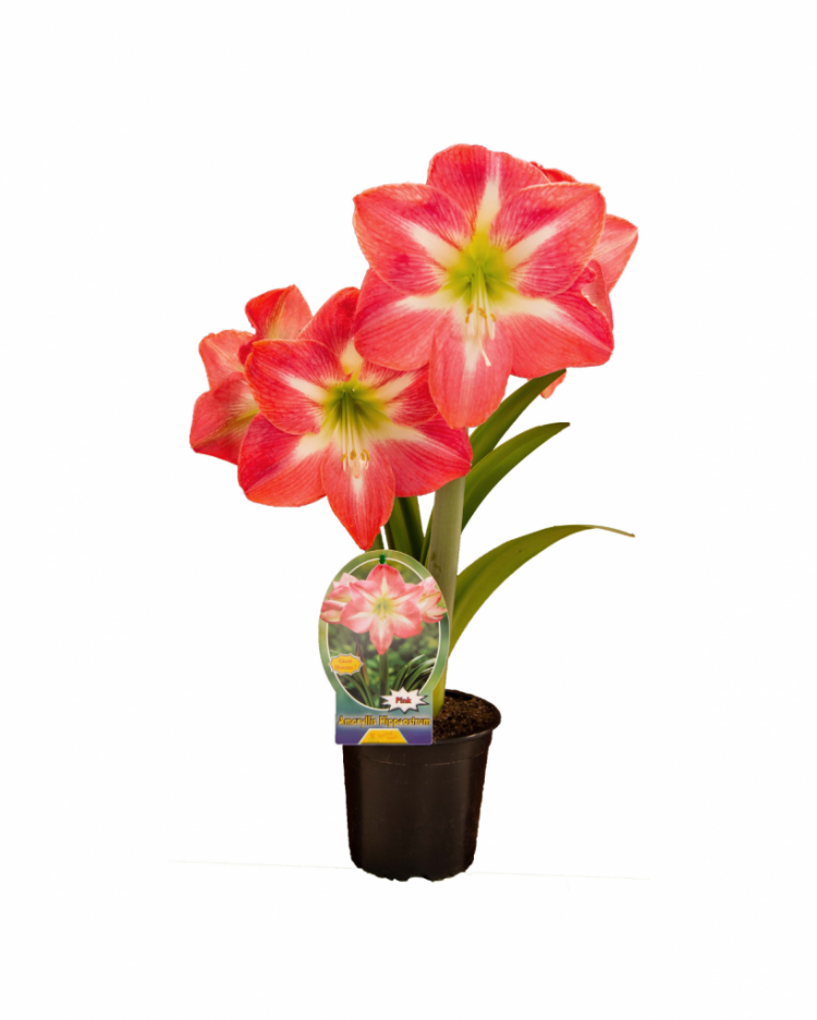 Potted Christmas Bulbs